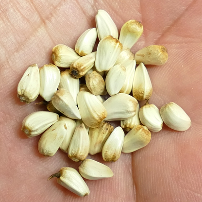 Safflower seeds