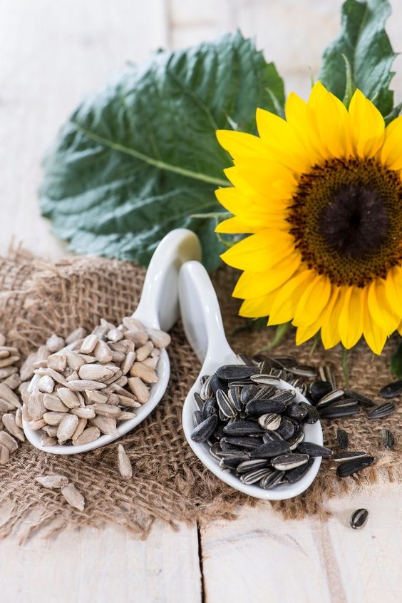 Premium Indian Sunflower seeds